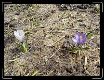 27-04-2008 12:22:43 - Les crocus sont là: c'est le printemps!